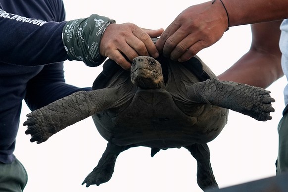 Galapagos National Park rangers unload juvenile giant tortoises on Floreana Island after transporting them from a breeding center in Santa Cruz Island, for release as part of a project to reintroduce  ...