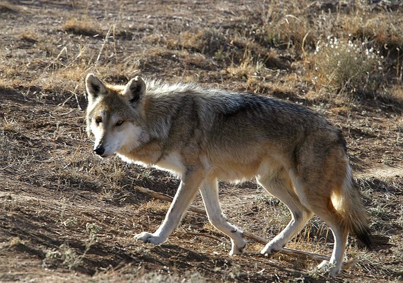 FILE - A 7-year-old Mexican grey wolf walks in an enclosure at Wildlife West Nature Park in Edgewood, N.M., on Nov., 17, 2002. A coalition of groups argue in a petition submitted Thursday, Dec. 8, 202 ...