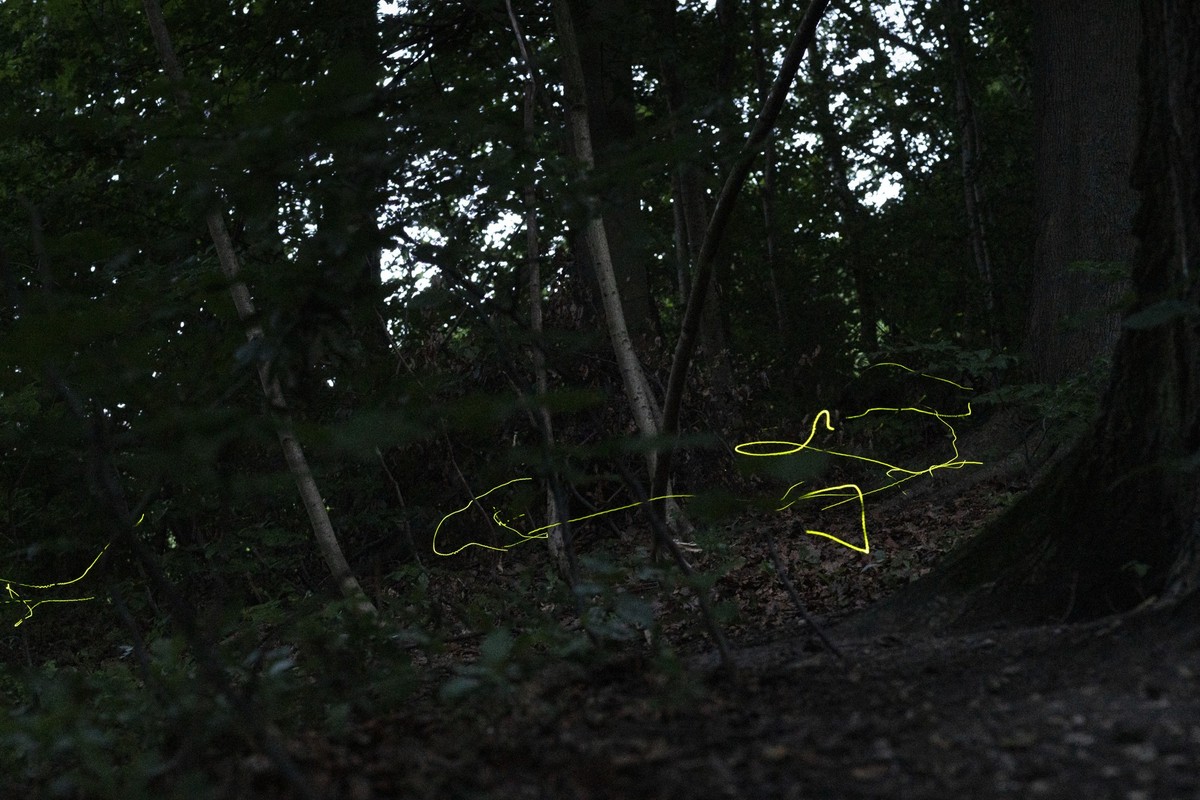 Gruengelb-leuchtende maennliche Gluehwuermchen maeandieren durch die Luft im Wald auf der Suche nach einer Partnerin, fotografiert am 28. Juni 2019 in Zuerich. (KEYSTONE/Gaetan Bally).