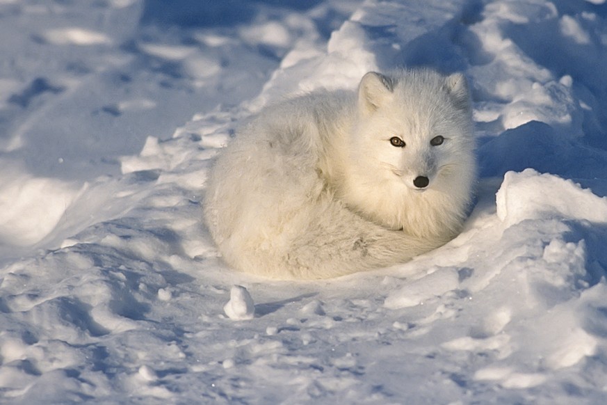 Polarfuchs