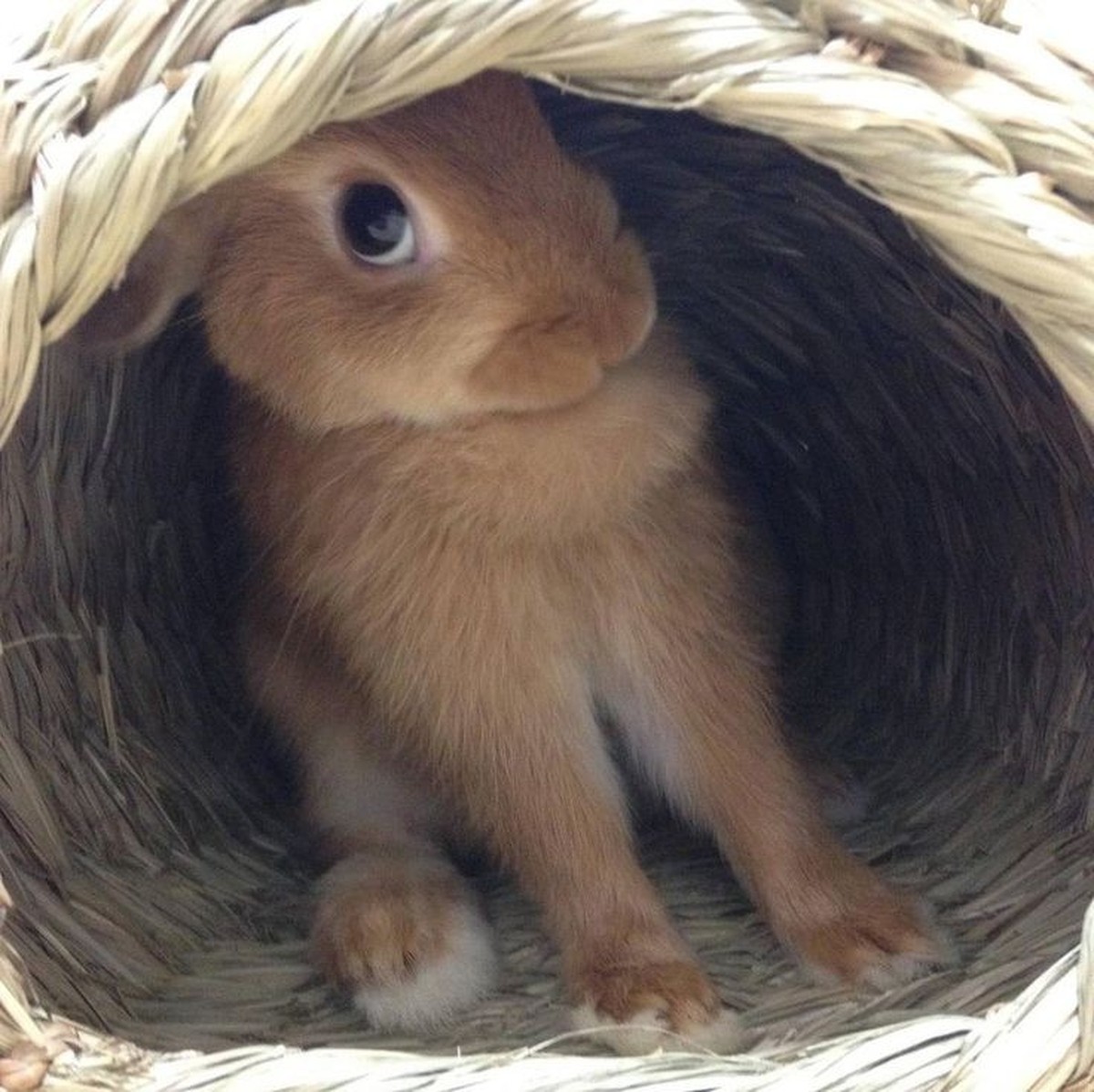 cute news tier hase

https://ch.pinterest.com/pin/2322237301929110/