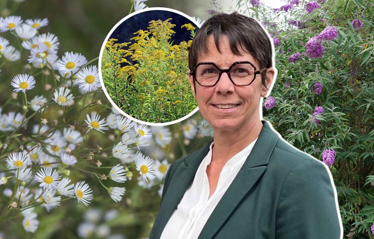 Aidez-nous à lutter contre ces néophytes qui menacent notre nature.