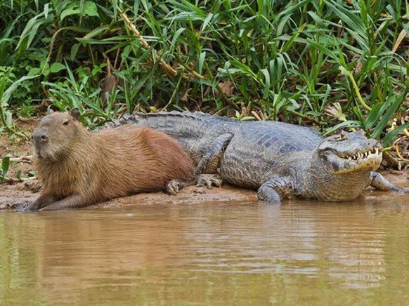 capybara

https://imgur.com/gallery/DXp8L