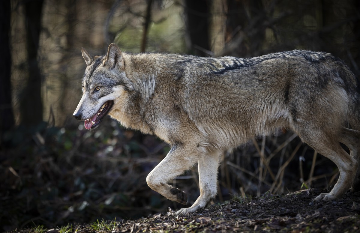 Ein Wolf im Wildpark Bruderhaus, aufgenommen am Montag, 5. Februar 2024 in Winterthur. (KEYSTONE/Michael Buholzer)