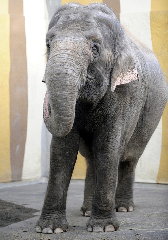Elefantenkuh Sabu im Kinderzoo in Rapperswil am Donnerstag, 10. Juni 2010. Die Elefantenkuh des Circus Knie muss nach den beiden &quot;Spaziergaengen &quot; in Zuerich und Wettingen vorserst im Kinder ...