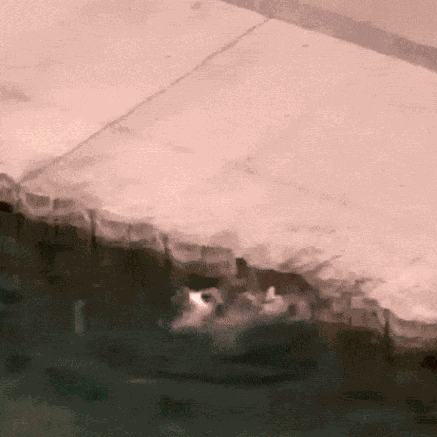 Animiertes GIF