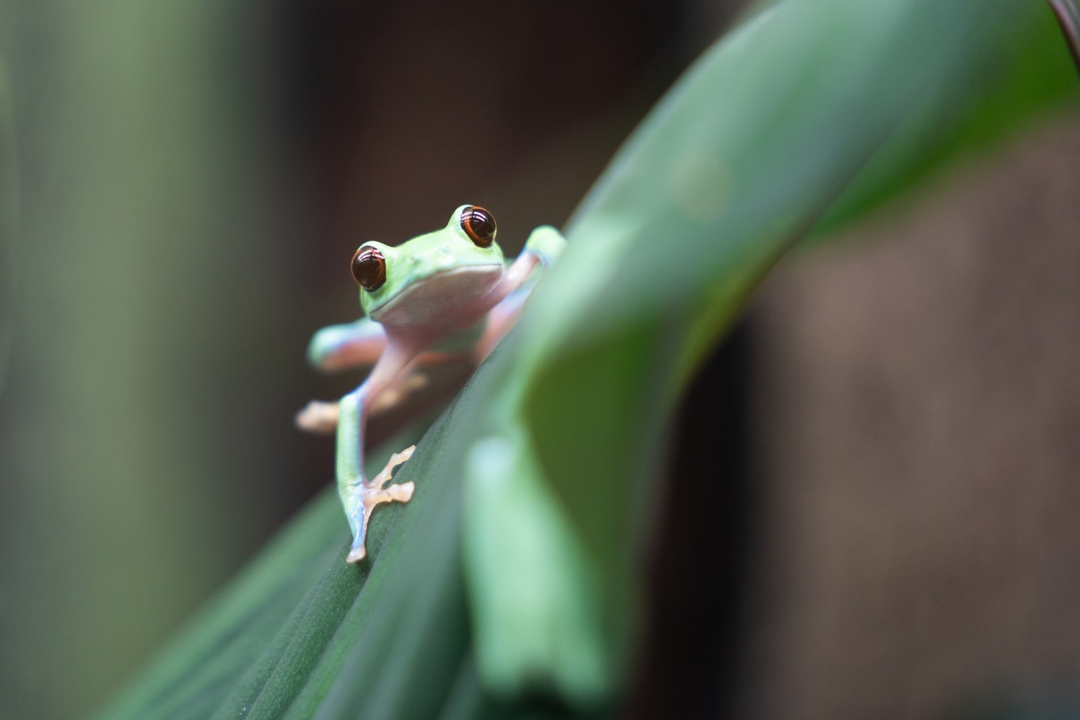 Orangeaugen-Laubfrosch Agalychnis annae