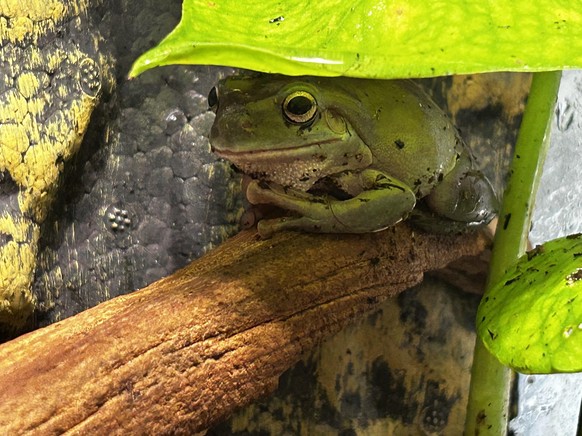 cute news animal frog https://www.reddit.com/r/frogs/comments/13q85x0/a_polite_little_guy_under_his_polite_little_leaf/