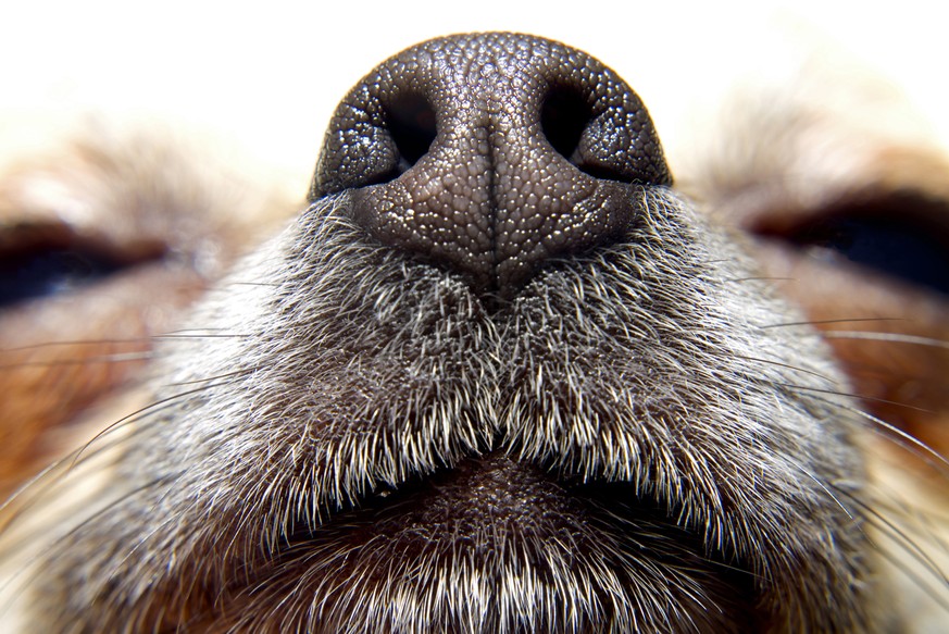 Nasentier: Hunde gehören zu den «Riechstars».
