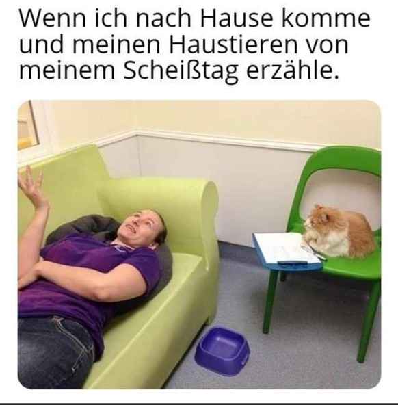 Wenn du den PICDUMP ganz fertig schaust, scheint morgen die Sonne! тШЭя╕П\nVielleicht sollte ich mir eine Katze zutun ЁЯзП
