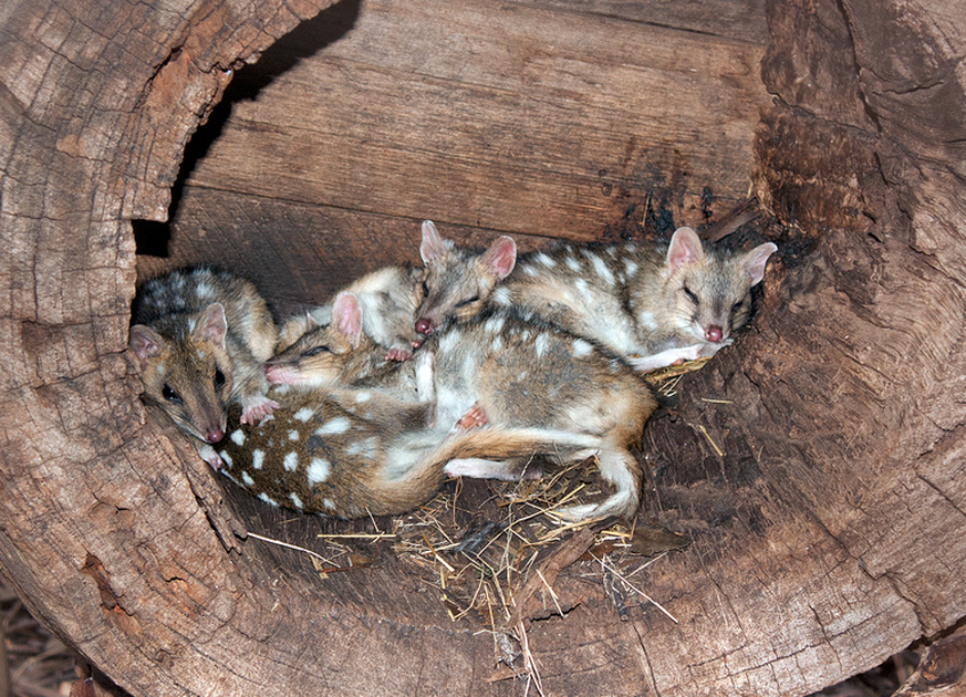 Tüpfelbeutelmarder