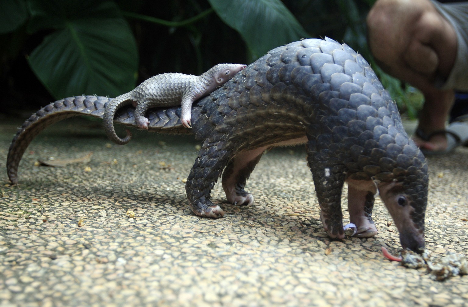 Ein Schuppentier und sein Junges in einem Zoo in Bali.