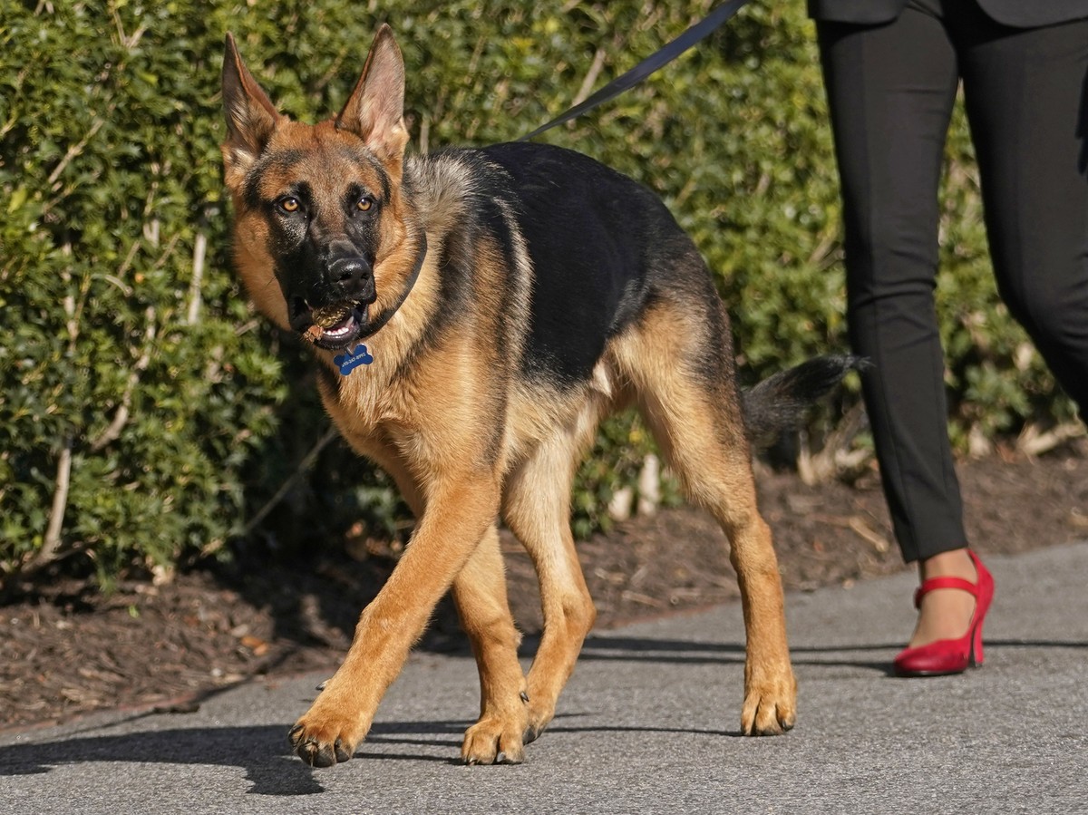 FILE ? President Joe Biden and first lady Jill Biden's dog Commander, a purebred German shepherd, is walked before the president and first lady arrive on Marine One at the White House in Washingt ...