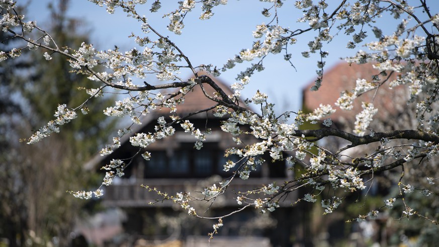 Ein Kirschbaum blueht auf einer Wiese am Donnerstag, 18. April 2019, in Uebeschi bei Thun. (KEYSTONE/Peter Schneider)