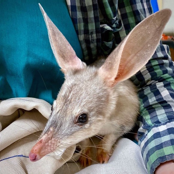 cute news tier mit grossen ohren Kaninchennasenbeutler

https://www.instagram.com/p/B-iWtkjA2_K/