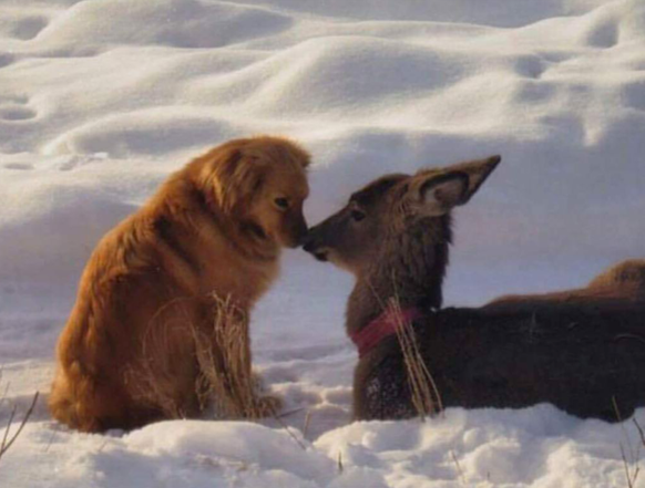 Hund und Reh
Cute News
http://imgur.com/gallery/BZC8Z