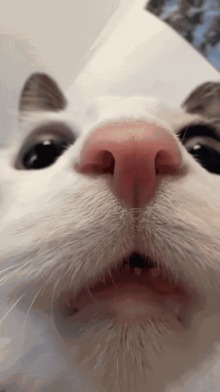 Animiertes GIF