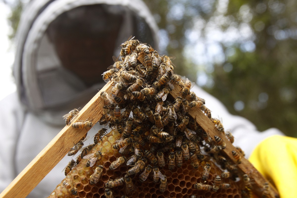 epa10610515 Beekeeper Abel Viloria Rios checks a honeycomb, in the Margarita apiary in the municipality of Zaragoza, Antioquia, Colombia, 23 April 2023 (issued 05 May 2023). In the Colombian Bajo Cauc ...