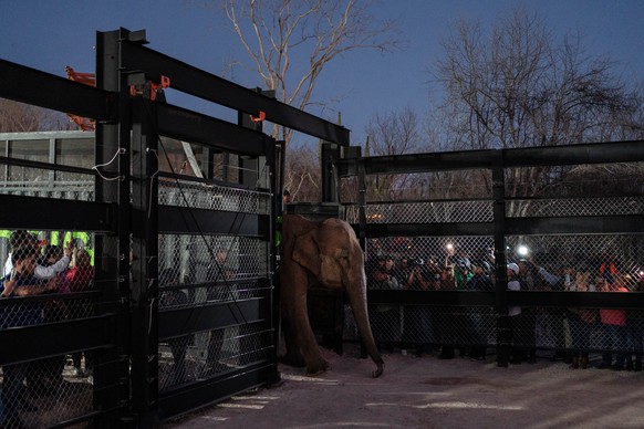 An elephant arrives at its new home in Mazatlan, Sinaloa state, after being transported from Ostok Sanctuary in the outskirts of Culiacan, Mexico, Tuesday, May 20, 2025. (AP Photo/Felix Marquez)
Mexic ...
