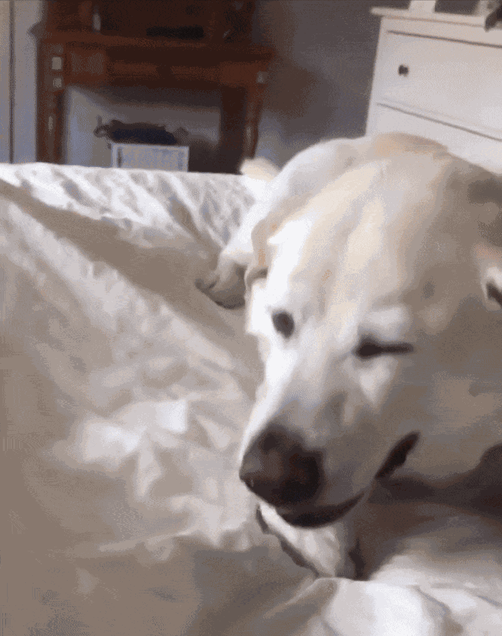 Animiertes GIF