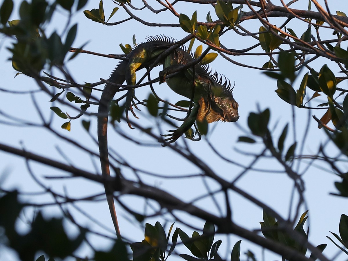 An iguana lies draped on a tree limb as it waits for the sunrise, Jan. 22, 2020, in Surfside, Fla. The National Weather Service said Sunday, Jan. 30, 2022 it's going to warm up nicely after the w ...