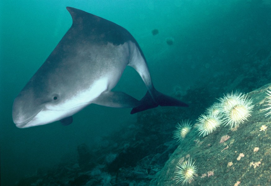 Harbour porpoise (Phocoena phocoena) Sognefjord, Norway