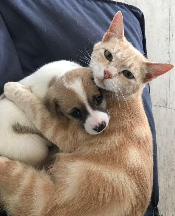 cute news animal tier katze hund

https://imgur.com/t/animals/DUqrN0L