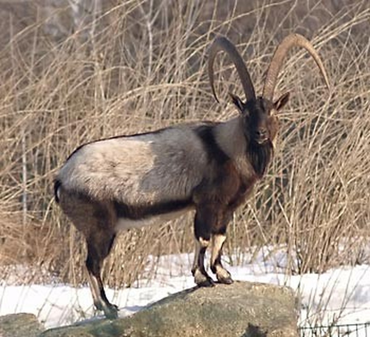 Bezoar Ziege