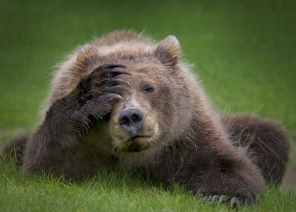 Immer schÃ¶n lÃ¤cheln, das Weekend steht anÂ â aber vorher gibt&#039;s noch lustige Tierbilder
Der BÃ¤r ist nicht erfreut!