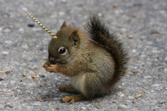 Ah, #PICDUMP. Wieder mal sehr interessant. Moll. Superspannend
Ich will Einhörnchen!