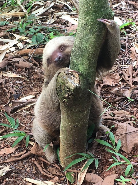 cute news animal tier sloth

https://imgur.com/t/sloths/0eeP0qq