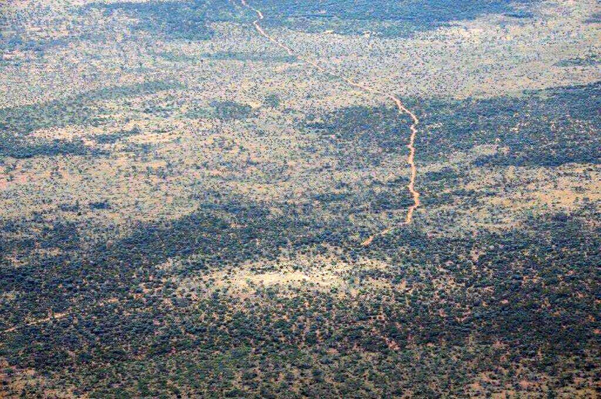 Australische Ameisen, auf diesem Bild kaum zu sehen, können Leben retten.