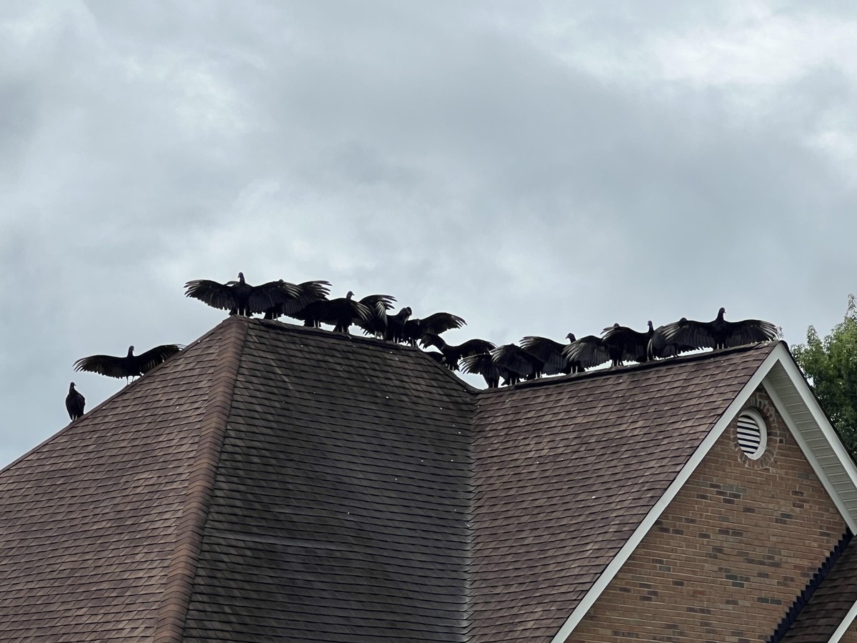 creepy nature

https://www.reddit.com/r/Weird/comments/1ec3k1e/the_vultures_on_my_neighbors_roof/