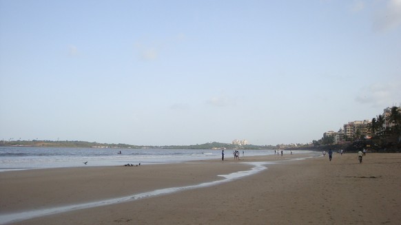 Am Versova-Strand in Mumbai schlüpfen wieder Oliv-Bastardschildkröten (Lepidochelys olivacea).