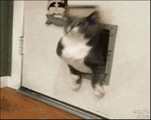 Über 30 lustige Tiere, um das Warten auf das Weekend zu verkürzen
Fat Cat hingegen hat voll den Stress. ☹