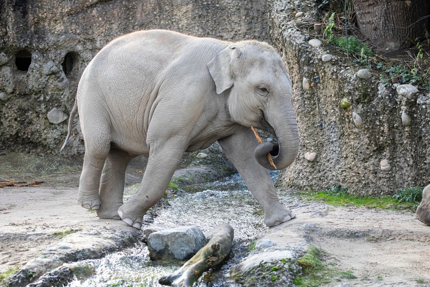 Die achtjährige Elefantenkuh Omysha im Elefantenpark 2021.