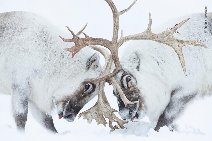 Wildlife Photographer 2021 (Bilder nur für die Siegerstory verwenden!!!)