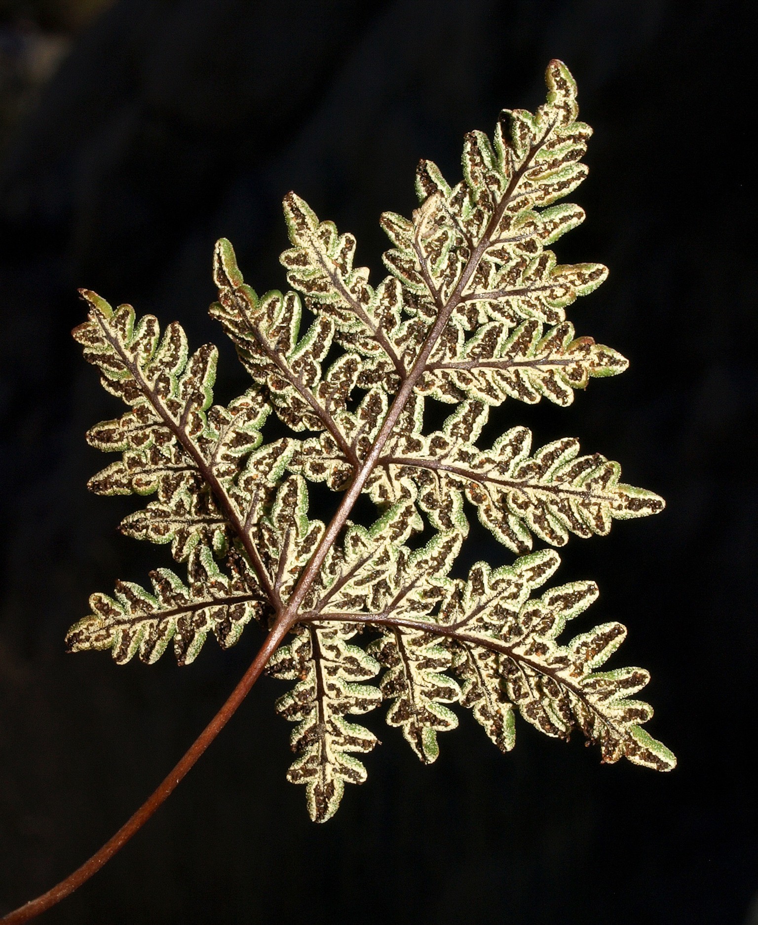 Die Rückseite eines Kalifornische Mantelfarns (Notholaena californica ssp californica). Diese ist für die Fortpflanzung zuständig.&nbsp;