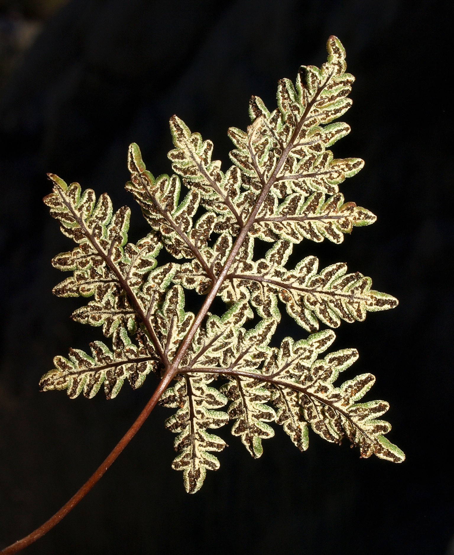 Die Rückseite eines Kalifornische Mantelfarns (Notholaena californica ssp californica). Diese ist für die Fortpflanzung zuständig. 