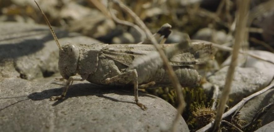 Im Tessin und im Wallis zu finden: Die Blauflügelige Ödlandschrecke.