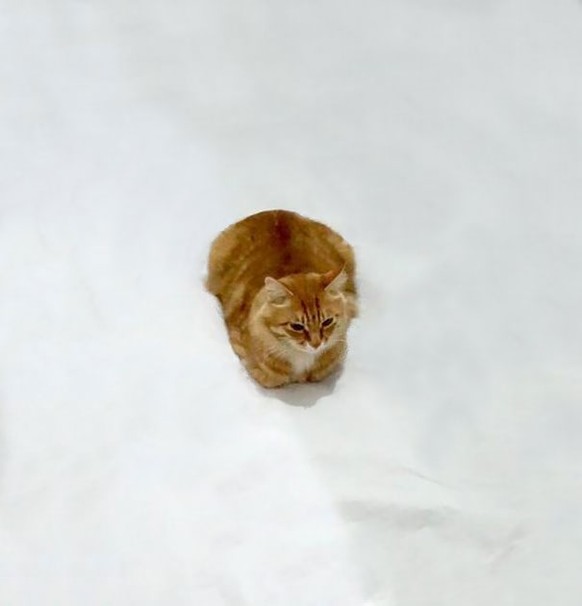 Mit Nur Ein Paar Zeichenstrichen Wird Diese Katze Lustig In Szene Gesetzt Watson