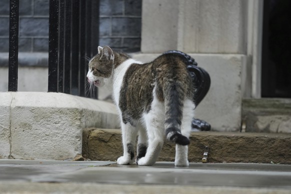 Chief Mouser Larry the cat pauses as he walks around Downing Street in London, Friday, July 5, 2024. Larry who has out lasted 5 Prime Minister and is about to get a new resident of 10 Downing Street,  ...