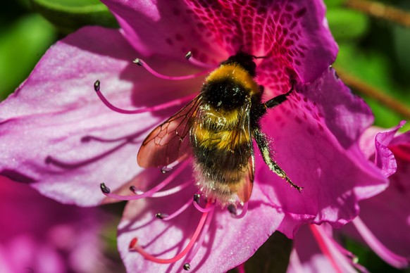 Für Insekten können Schrebergärten Lebensräume sein.