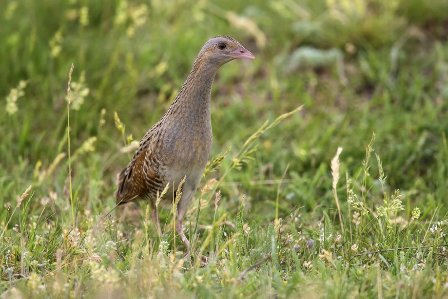 Vogel des Jahres 2027: Die Kandidaten von BirdLife Schweiz sind bekannt, hier der Wachtelkönig.