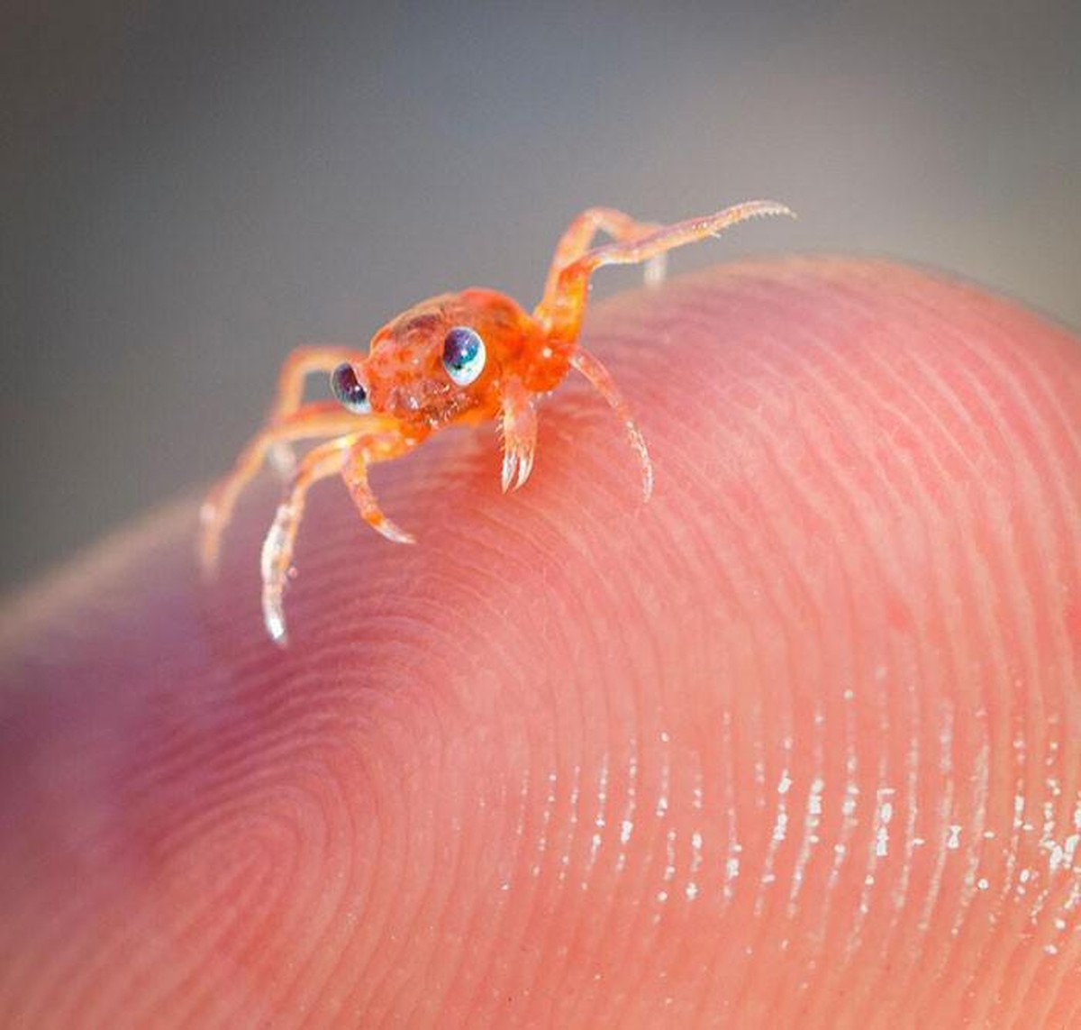 35 Tierbilder für alle Verkaterten unter euch\nNever ever.