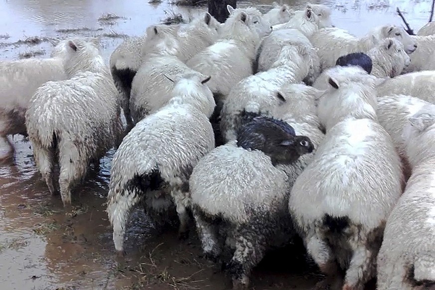 Kaninchen reiten auf Schafen in Neuseeland