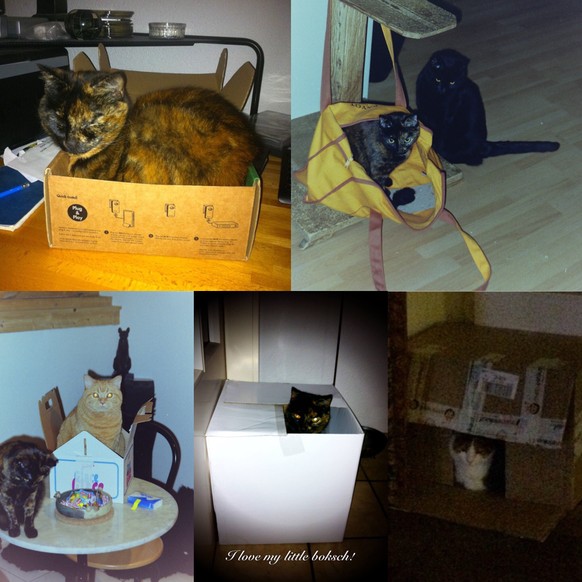 11 Möbel, die das Herz aller Katzenbesitzer (und das der Katzen) höher schlagen lassen
Verpackung 4!
Katzenbaum 0!
😂