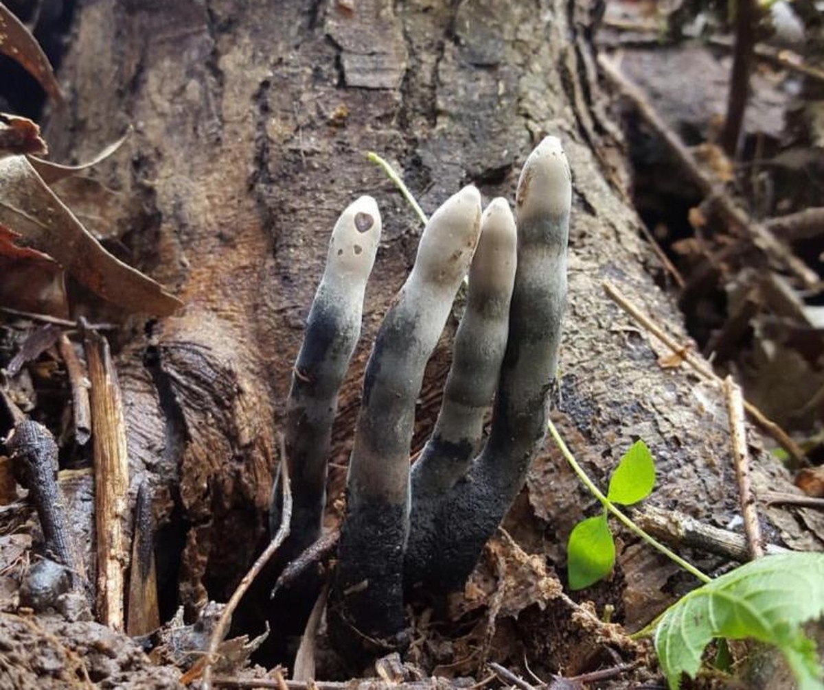 Dead man's fingers Xylaria polymorpha pilz funghi https://nature.mdc.mo.gov/discover-nature/field-guide/dead-man%E2%80%99s-fingers