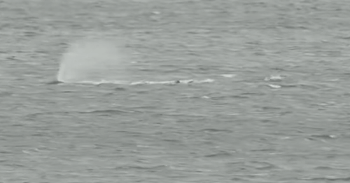 Um kurz nach 7 Uhr ist es passiert – Wal Timmy schwimmt wieder
