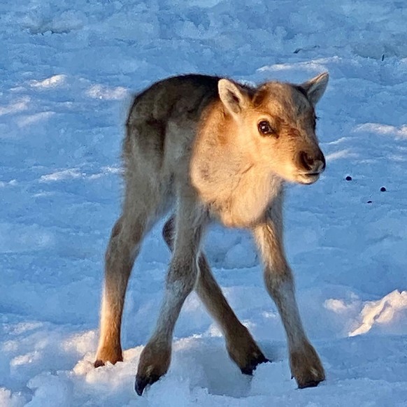 cute news animal tier rentier

https://www.reddit.com/r/NatureIsFuckingLit/comments/tkozfl/3_day_old_reindeer_calf/